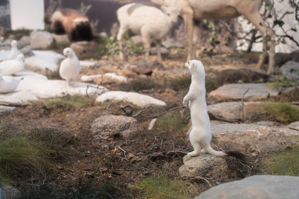 Karsten Rohrbeck: Studiis Zoologicis (4/17)