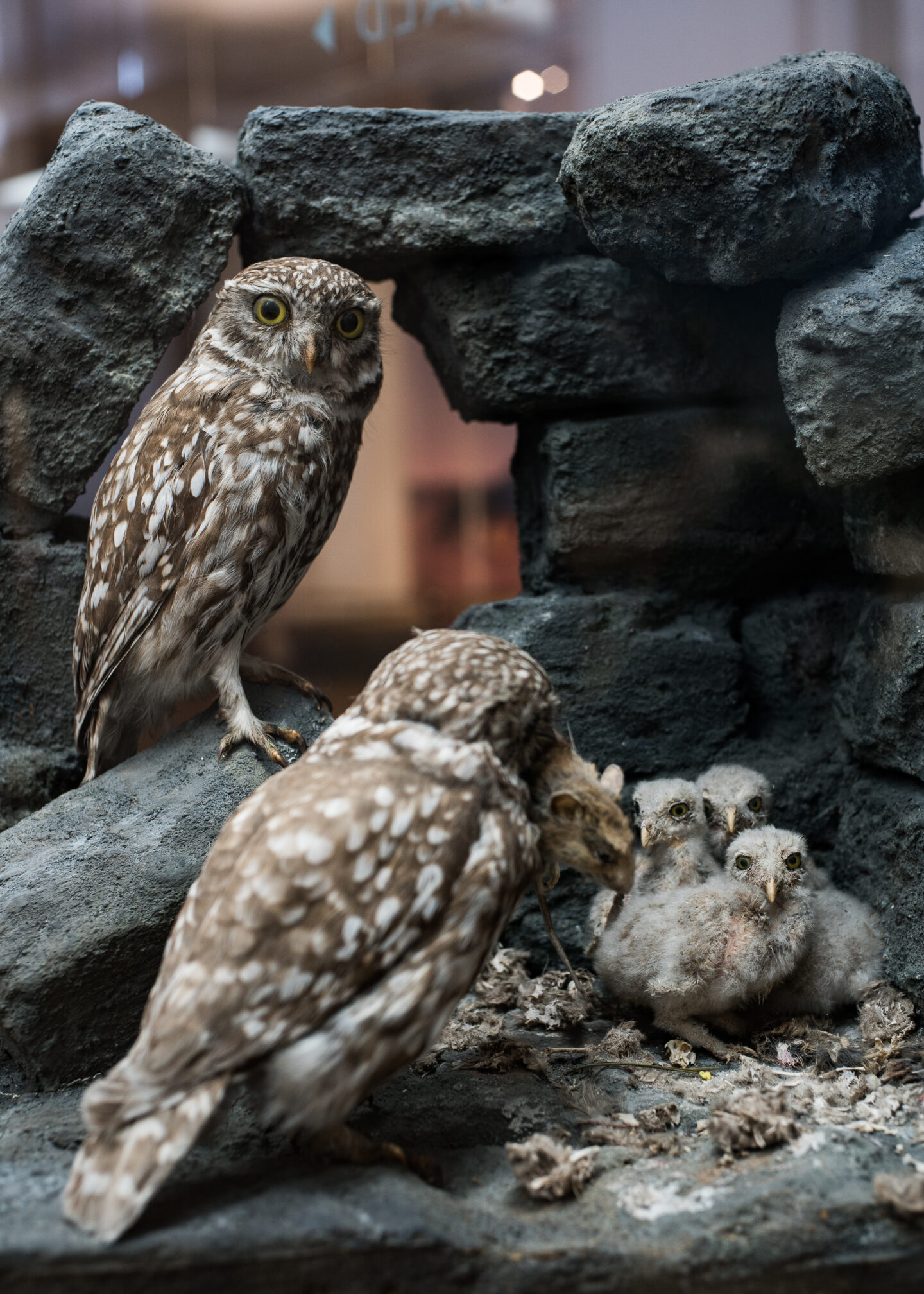 Karsten Rohrbeck: Studiis Zoologicis (8/17)