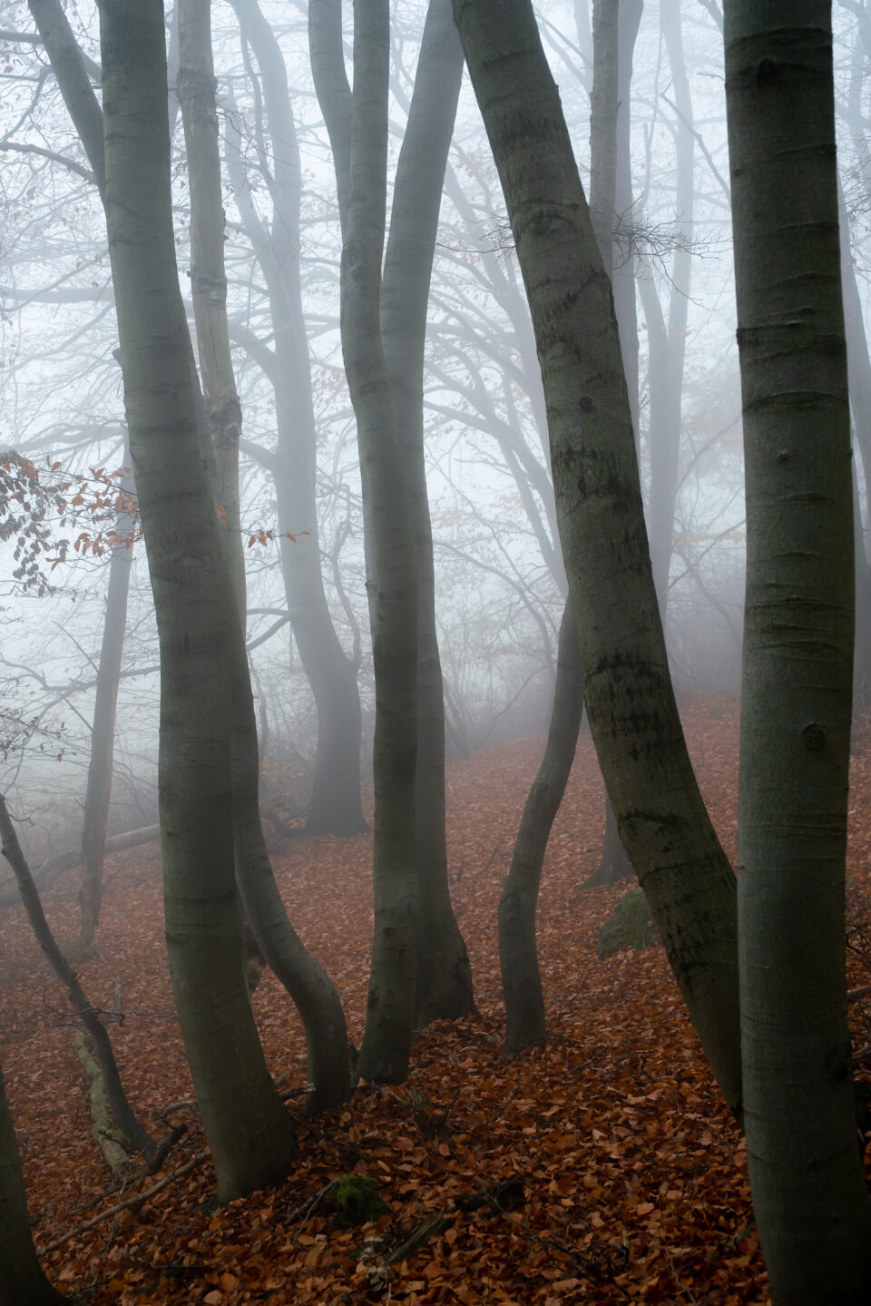 Karsten Rohrbeck: November-Nebel in NRW (1)