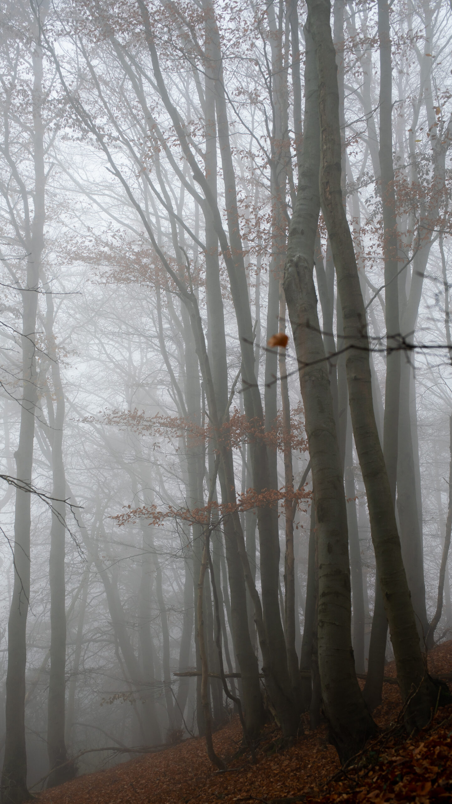 Karsten Rohrbeck: November-Nebel in NRW (2)