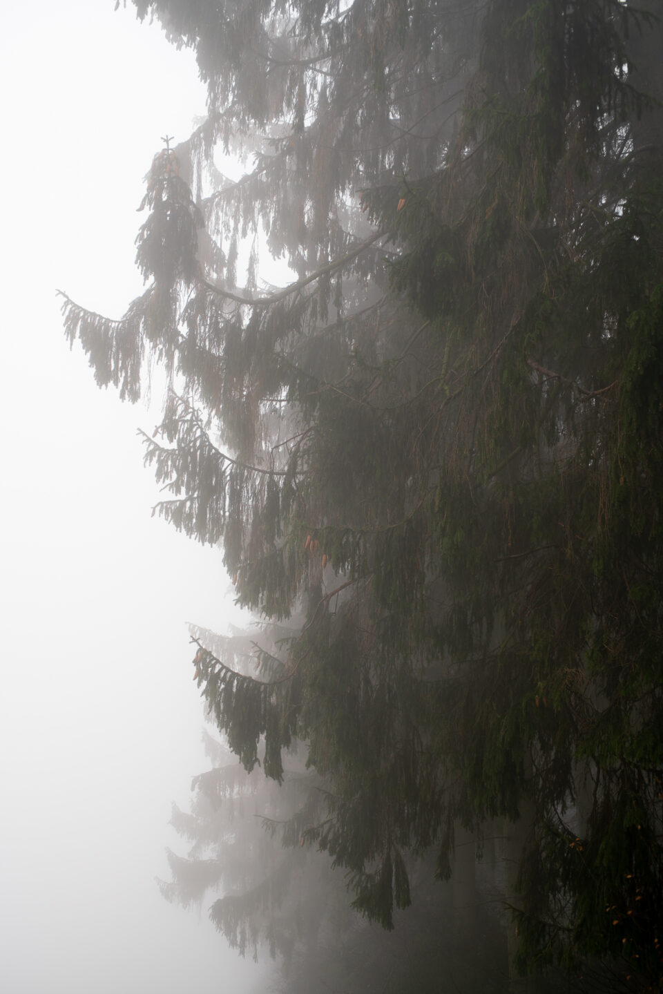 Karsten Rohrbeck: November-Nebel in NRW (3)