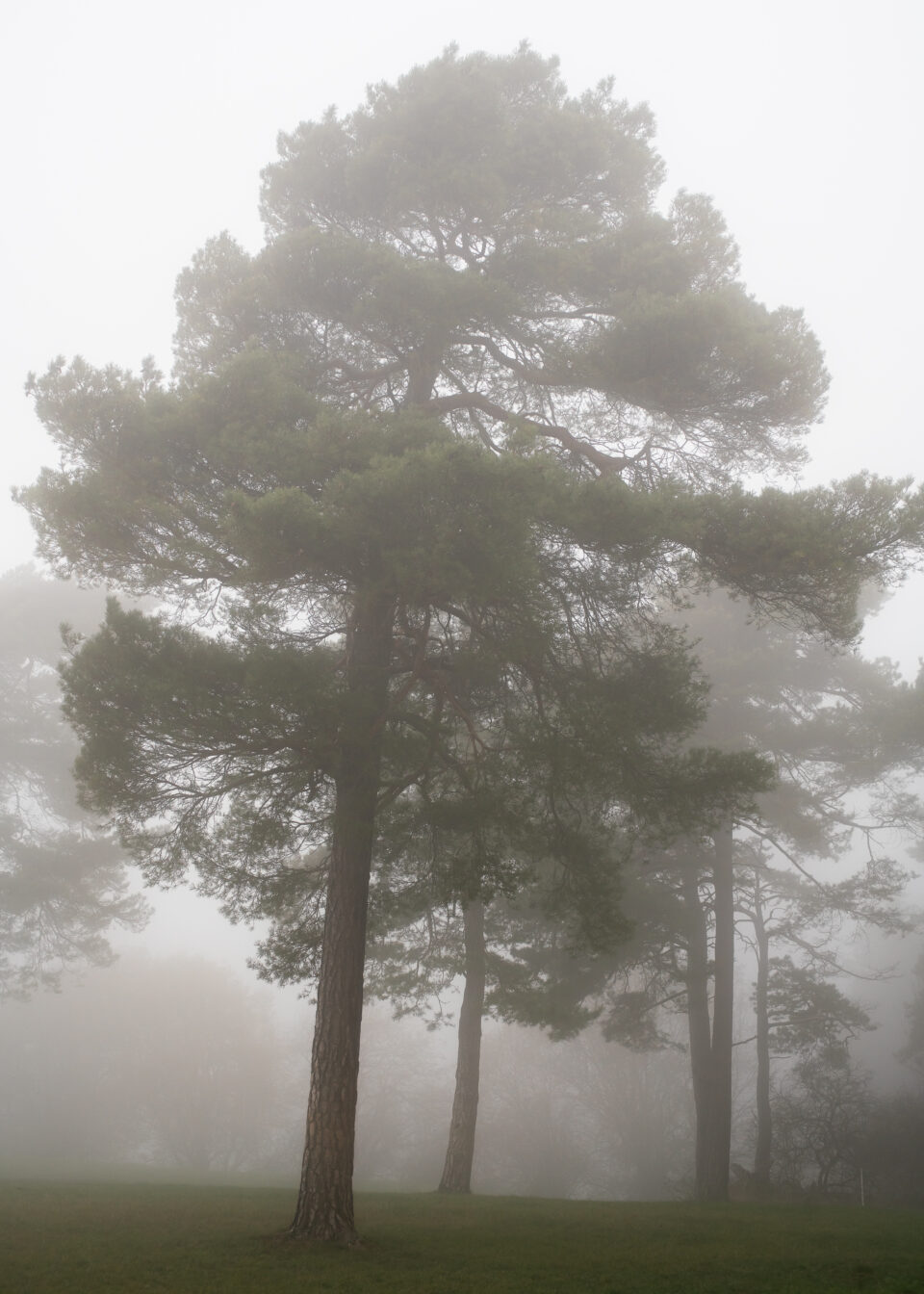 Karsten Rohrbeck: November-Nebel in NRW (4)