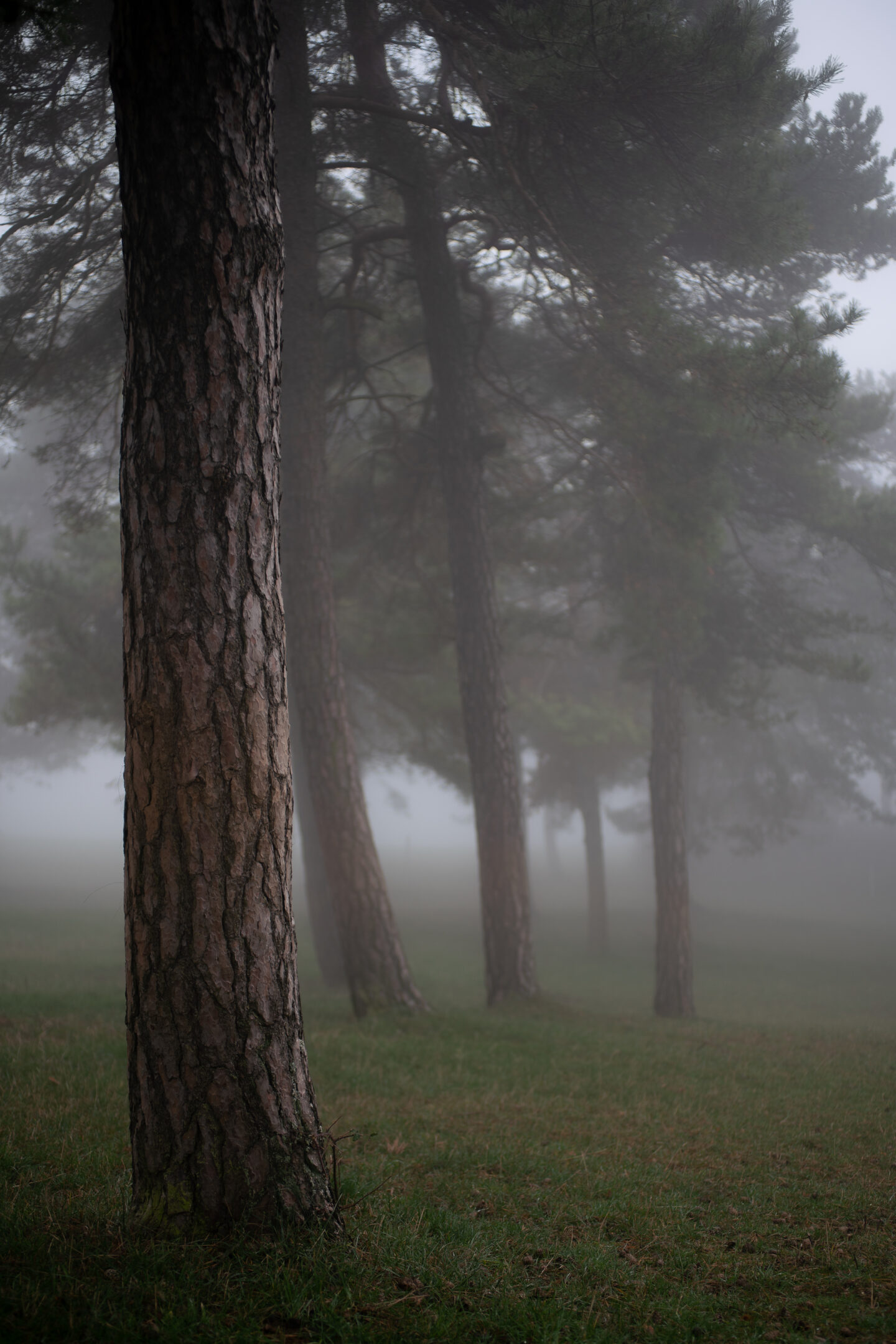 Karsten Rohrbeck: November-Nebel in NRW (8)