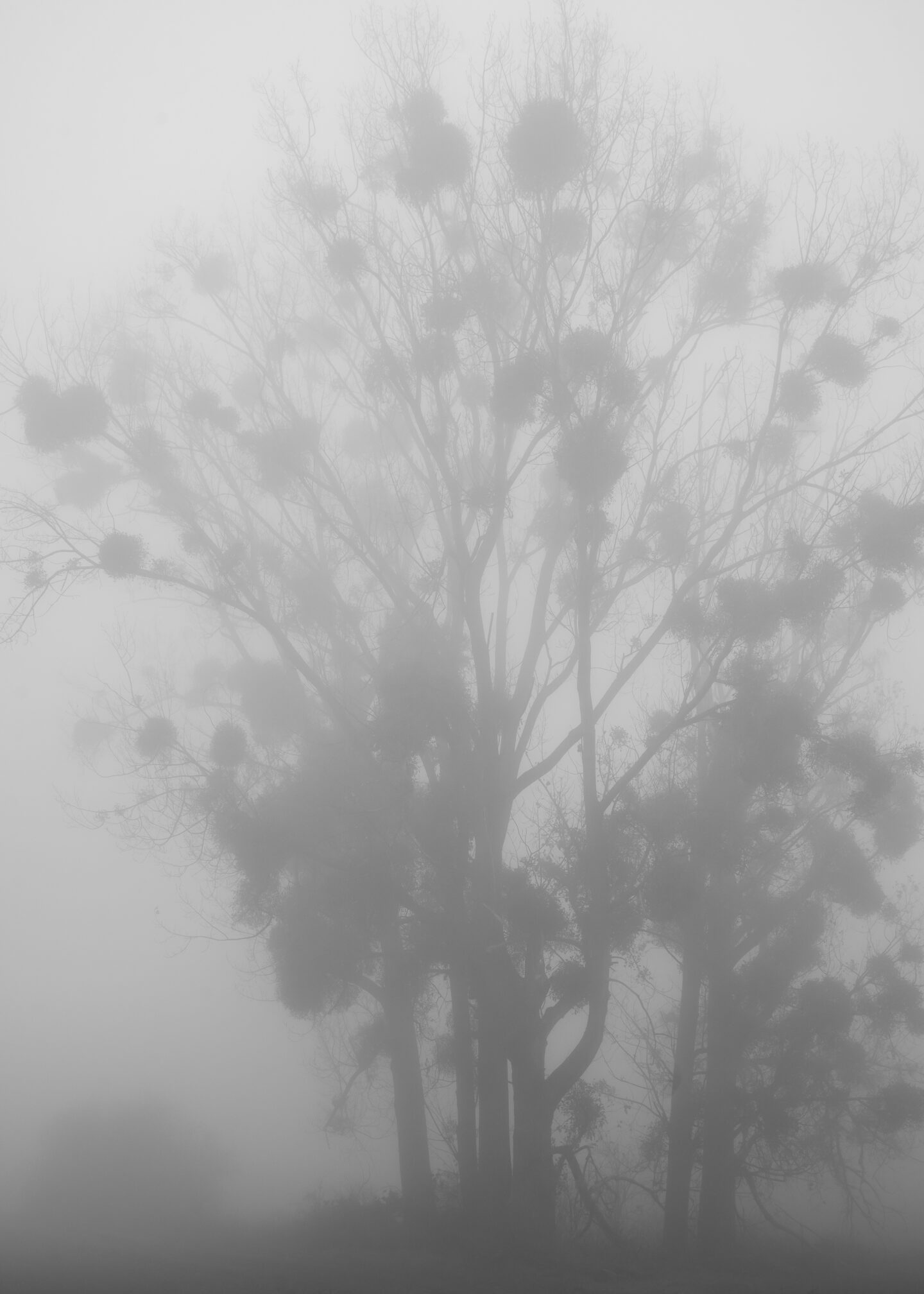 Karsten Rohrbeck: November-Nebel in NRW SW (5)