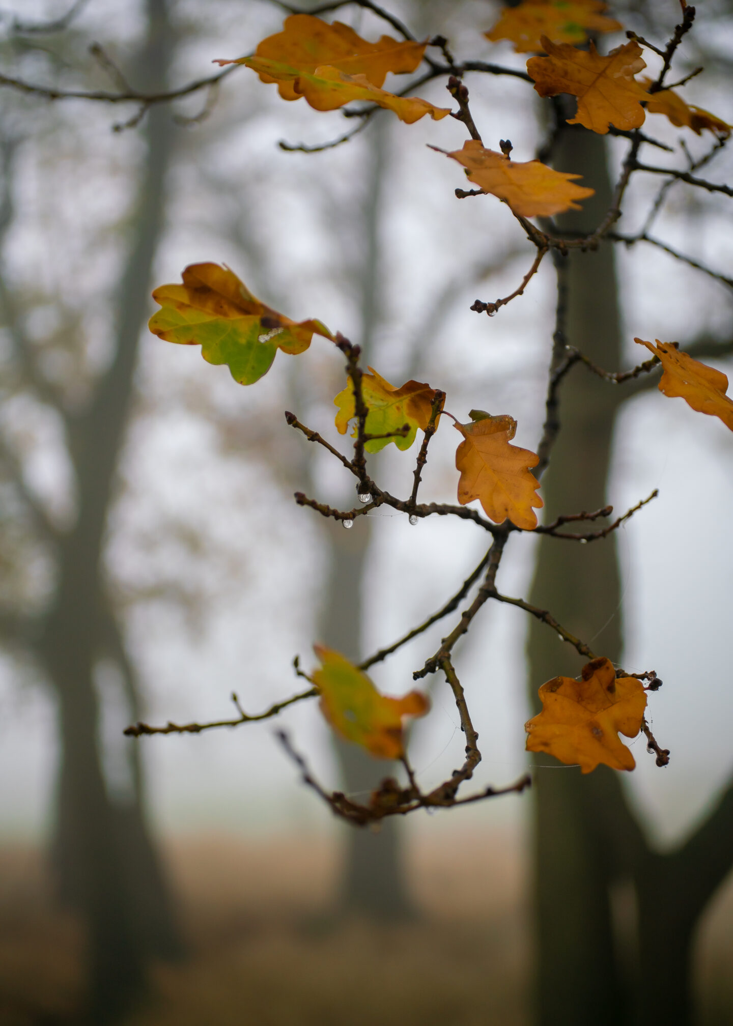 Karsten Rohrbeck: November-Nebel in NRW (10)