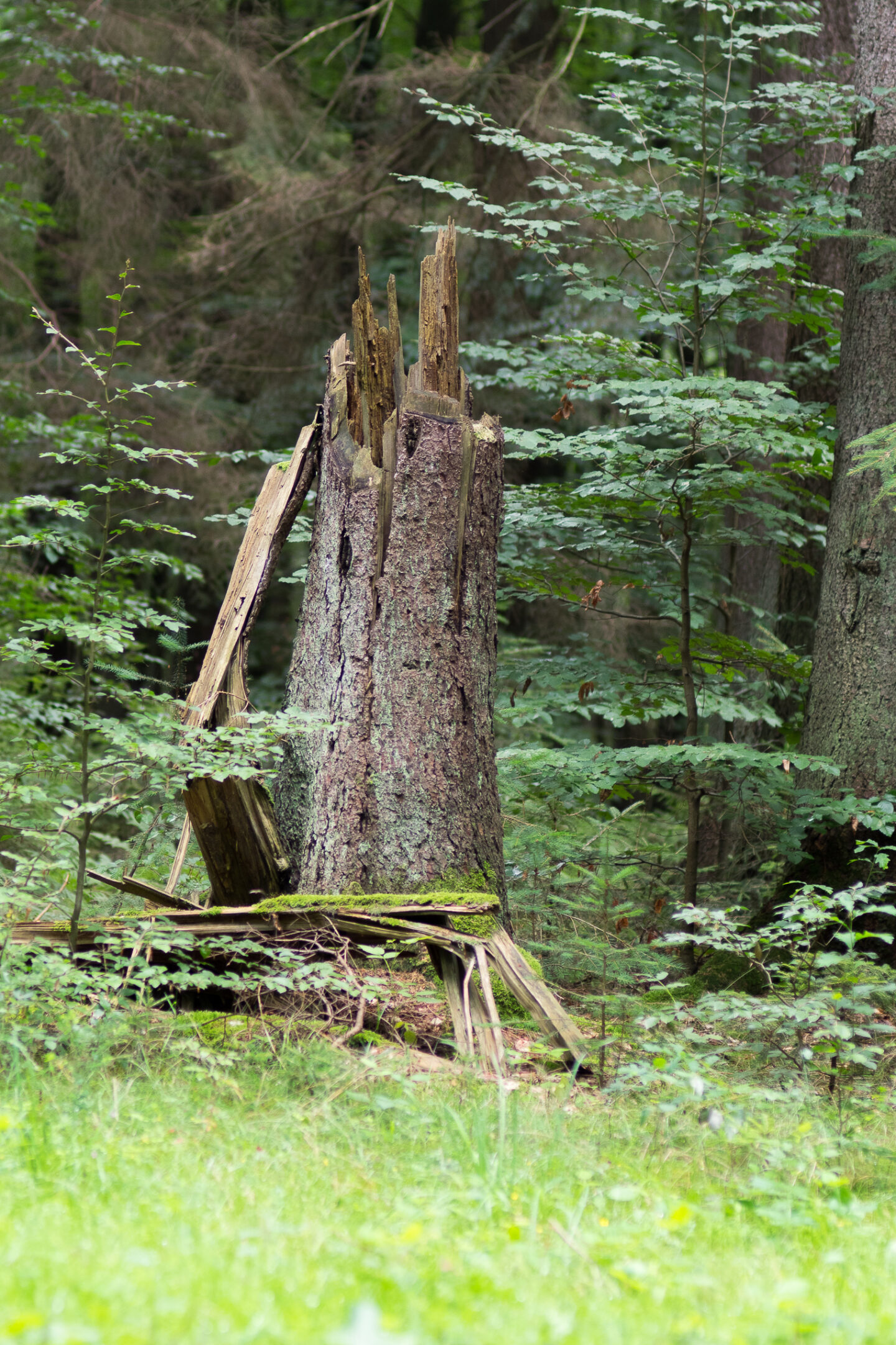 Karsten Rohrbeck: Heide Urwald 36