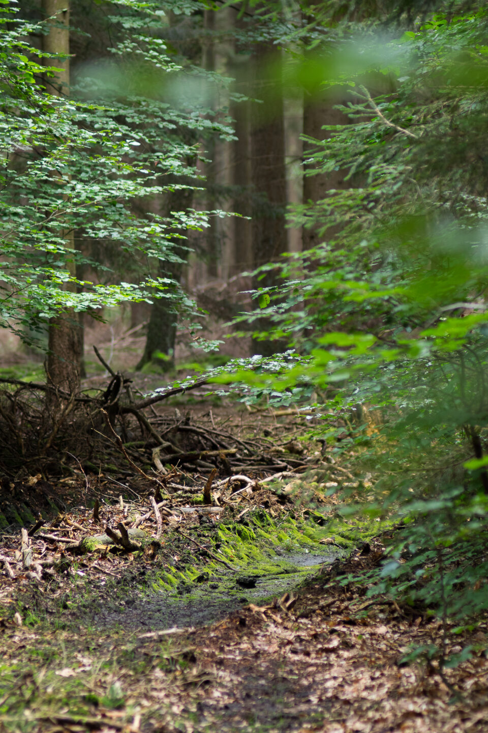 Karsten Rohrbeck: Heide Urwald 34