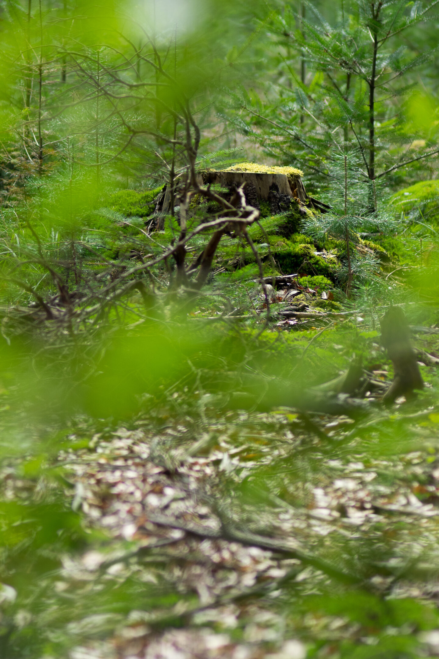 Karsten Rohrbeck: Heide Urwald 31