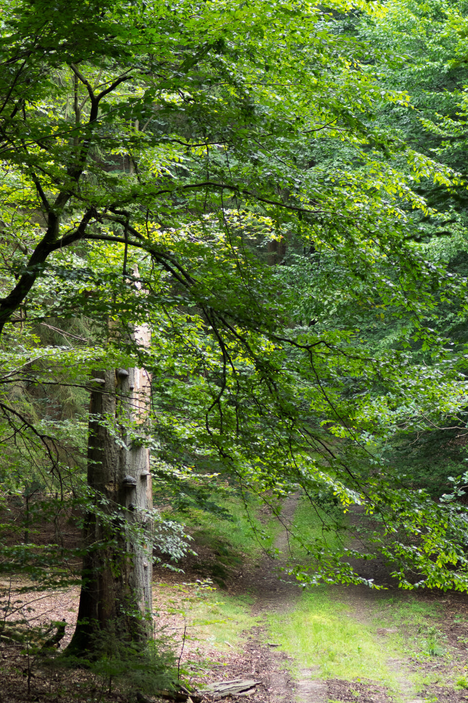 Karsten Rohrbeck: Heide Urwald 21