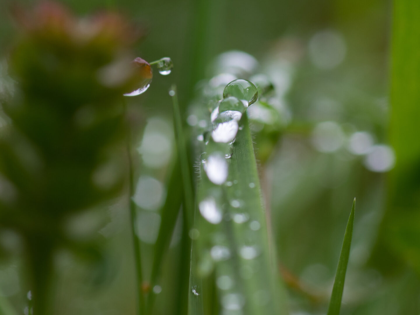 Karsten Rohrbeck: Heide Urwald 28