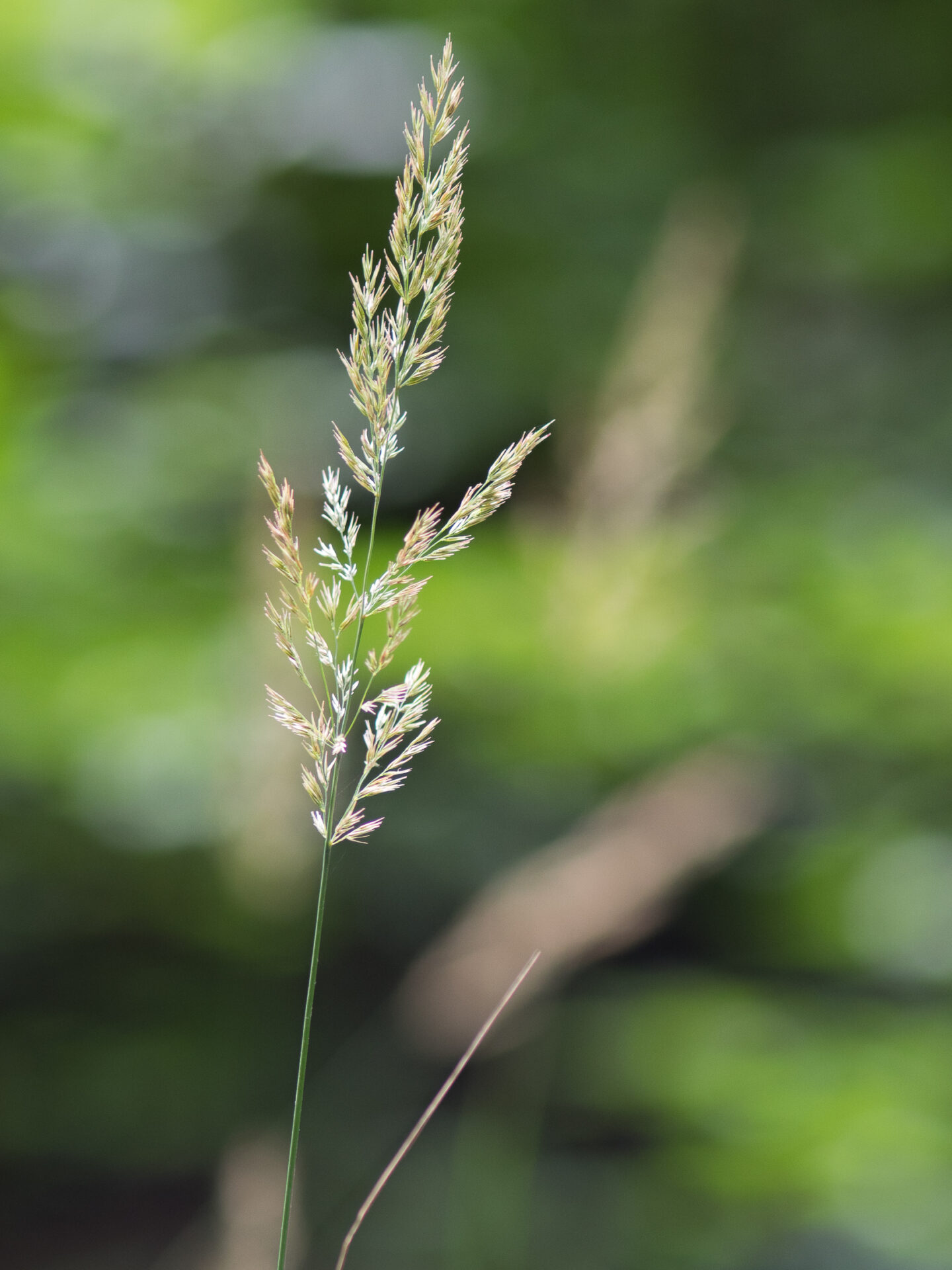 Karsten Rohrbeck: Heide Urwald 10