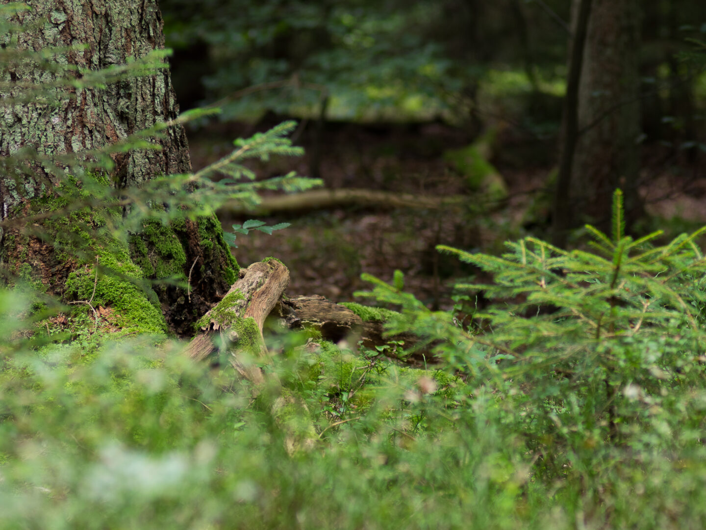 Karsten Rohrbeck: Heide Urwald 11