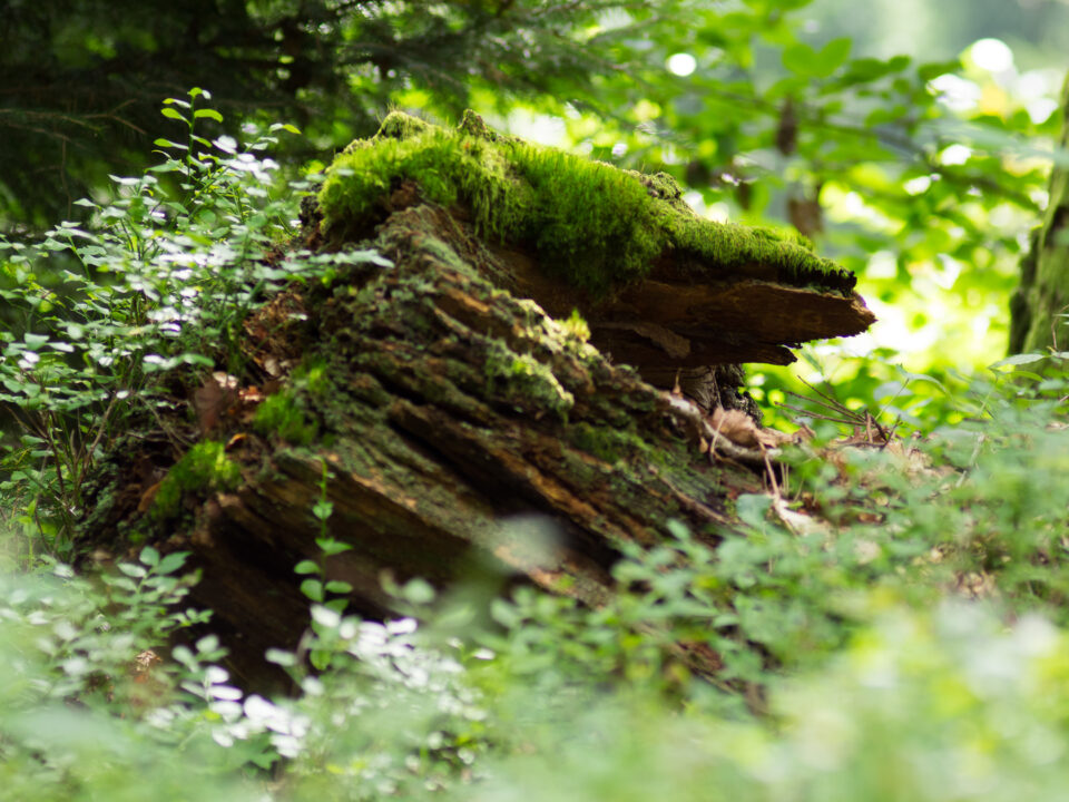 Karsten Rohrbeck: Heide Urwald 12