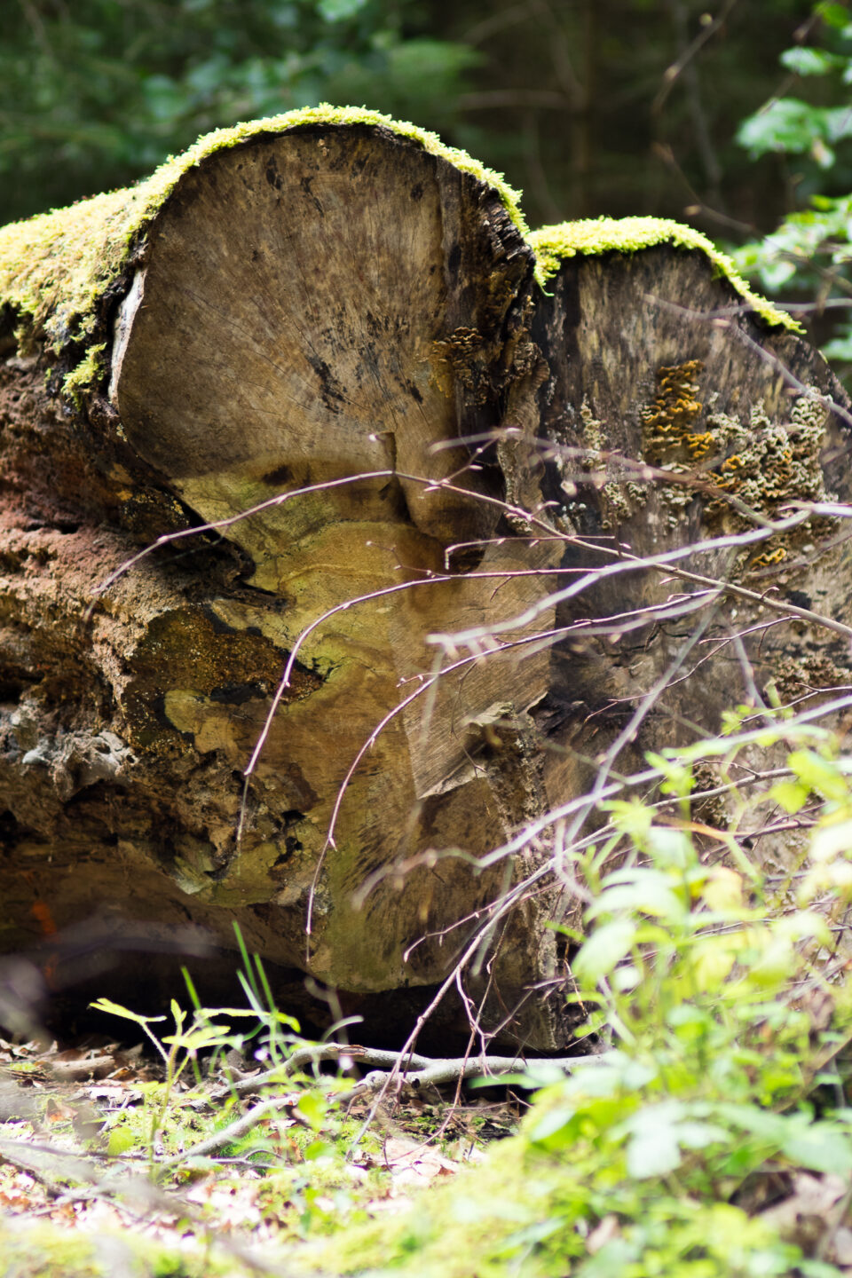 Karsten Rohrbeck: Heide Urwald 13