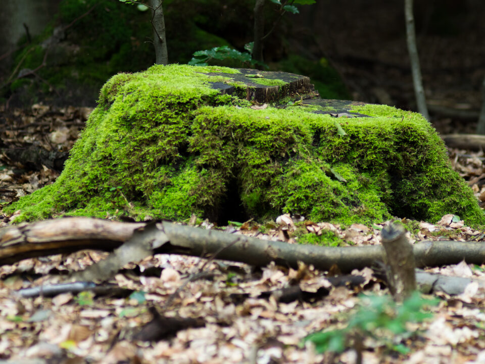 Karsten Rohrbeck: Heide Urwald 14