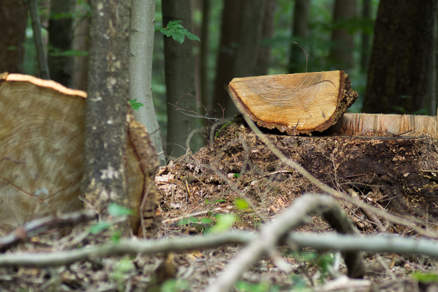 Karsten Rohrbeck: Heide Urwald 16