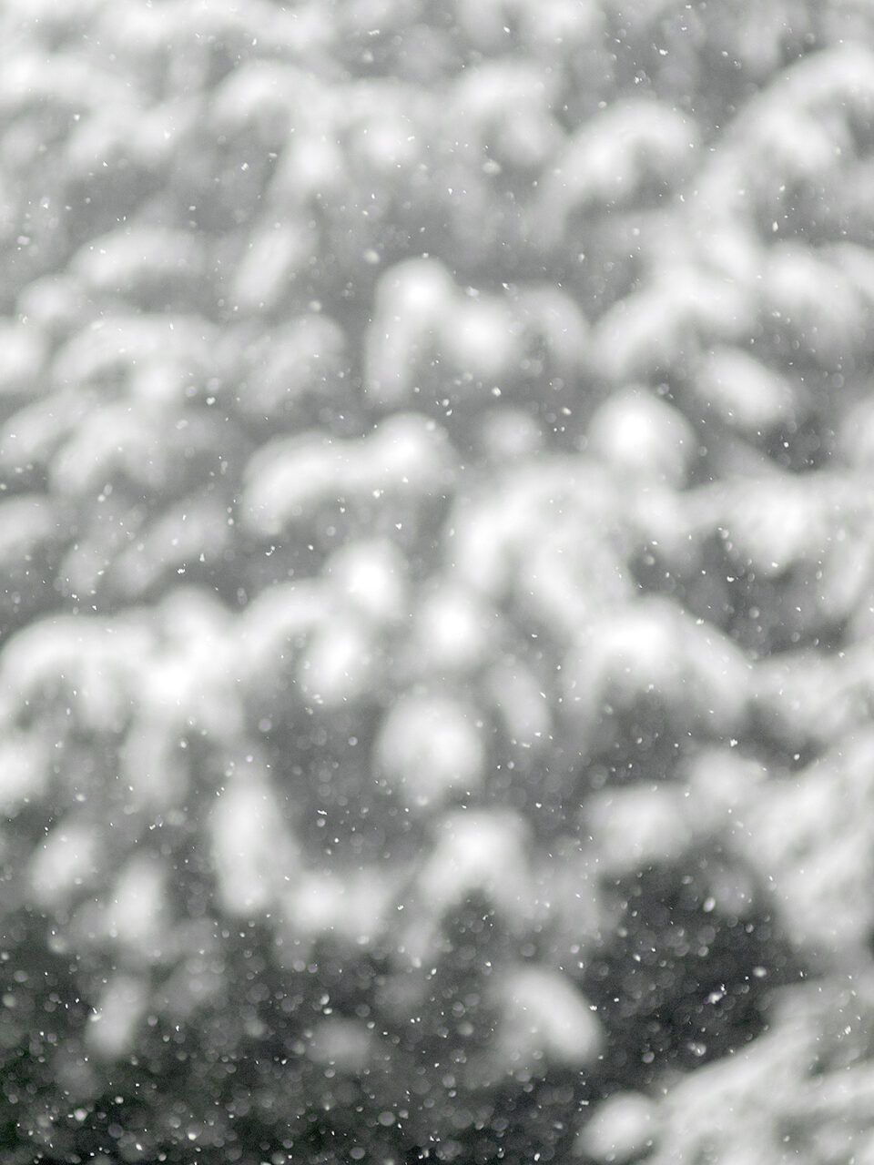 Karsten Rohrbeck: Schnee auf Tanne im Januar 2015, unscharf