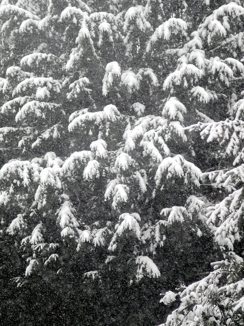Karsten Rohrbeck: Schnee auf Tanne im Januar 2015