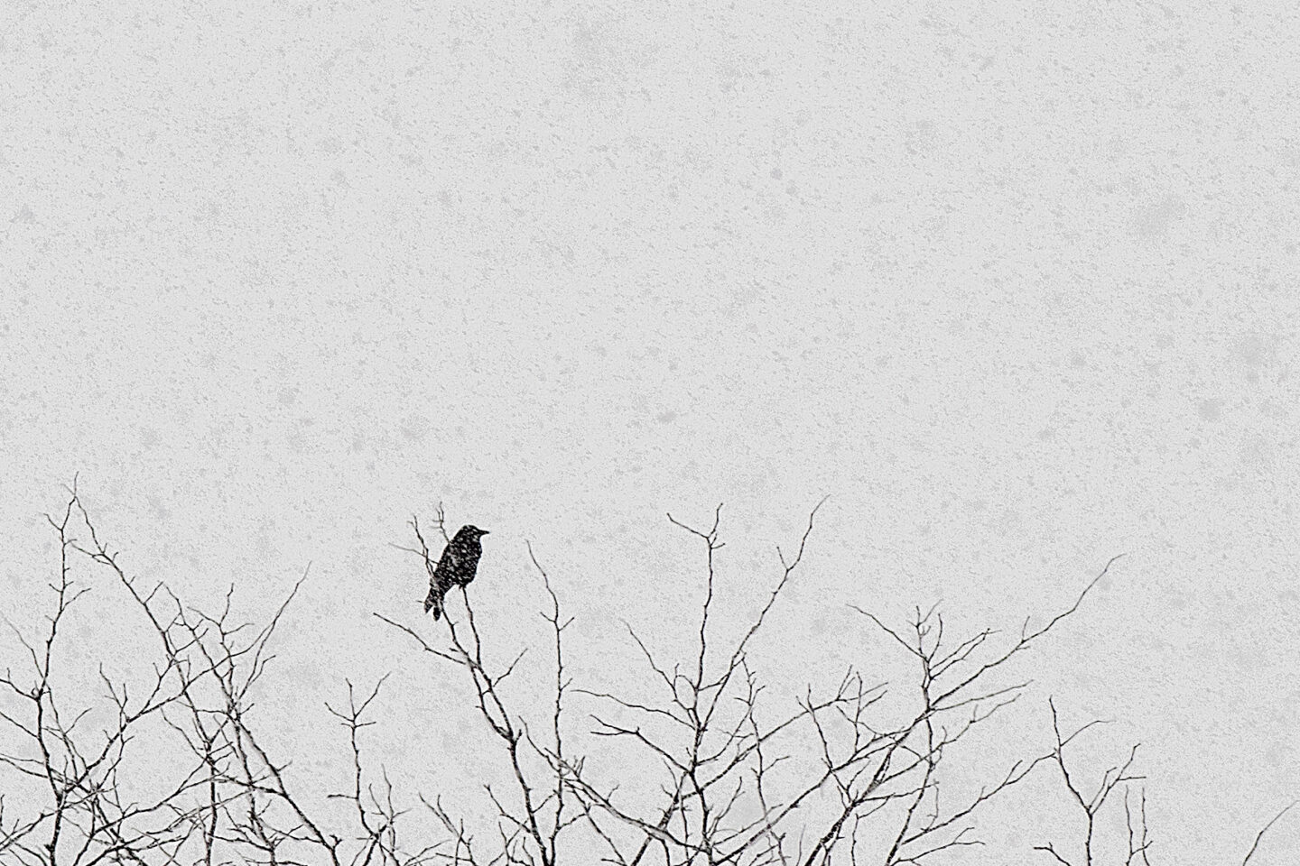 Karsten Rohrbeck: Vogel im Schnee, Januar 2015