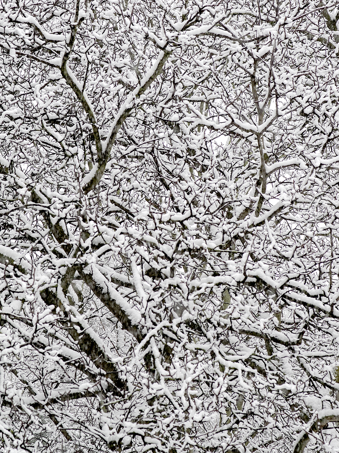 Karsten Rohrbeck: Schnee auf Geäst im Januar 2015