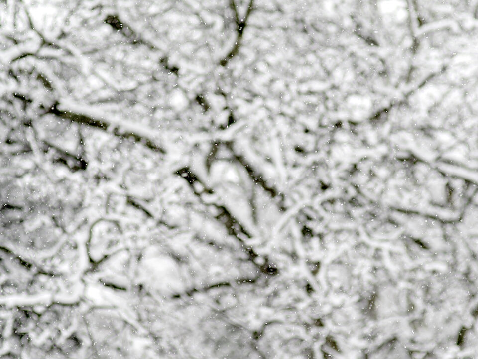 Karsten Rohrbeck: Schnee, Januar 2015, Äste unscharf + Schnee scharf (2/2)