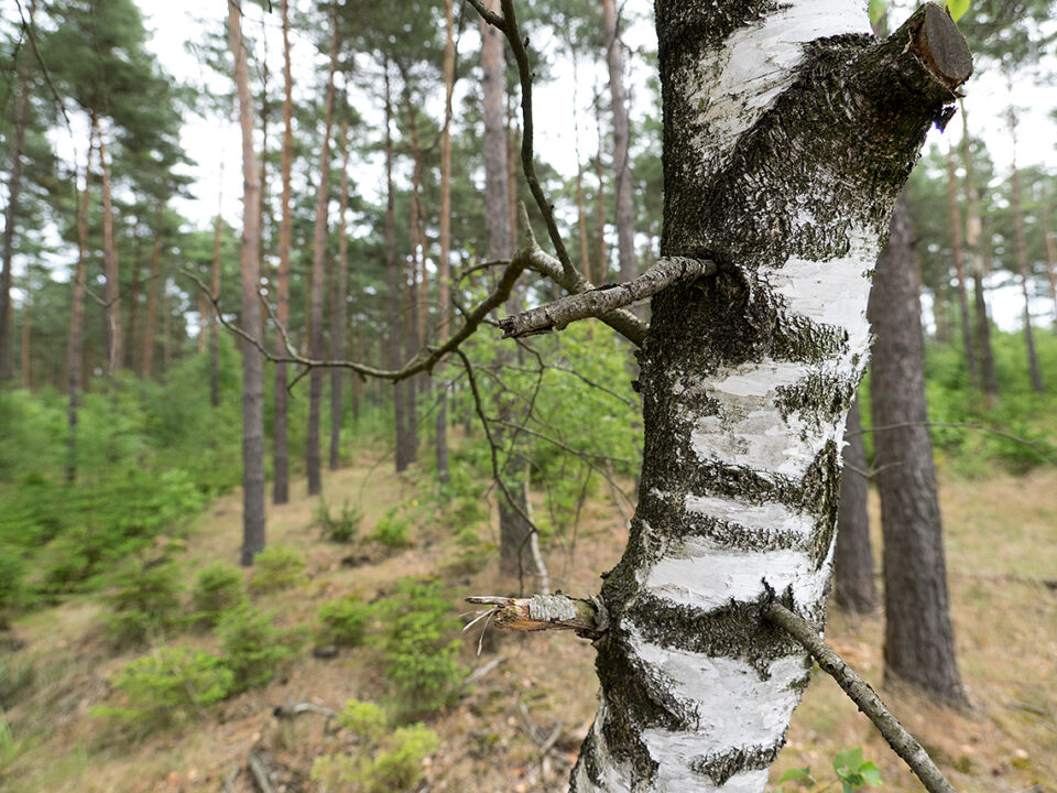 Karsten Rohrbeck: Teufelsheide (Detail VII, Ast vorm Wald)