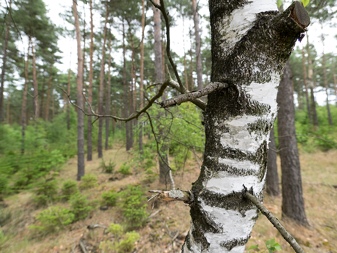 Karsten Rohrbeck: Teufelsheide (Detail VII, Ast vorm Wald)