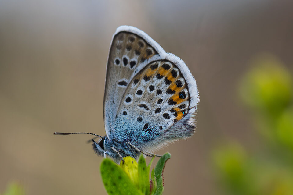 Karsten Rohrbeck: Teufelsheide (Detail IV, Schmetterling)