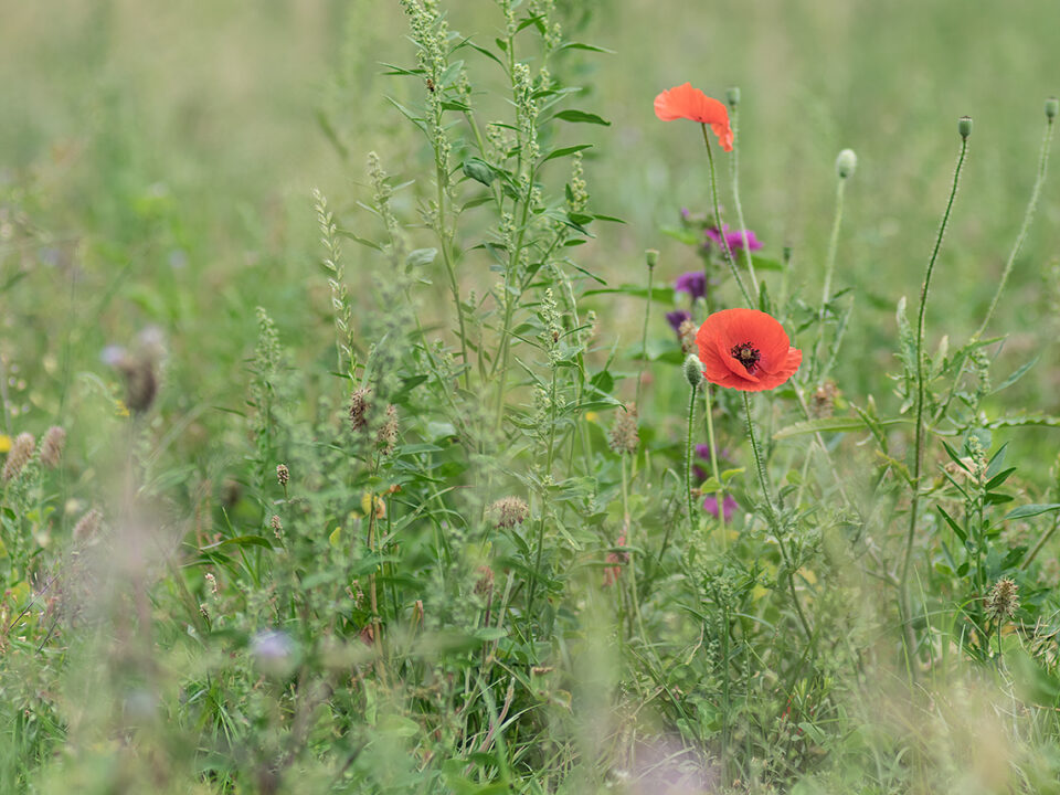 Karsten Rohrbeck: Teufelsheide (Detail III, Mohn)