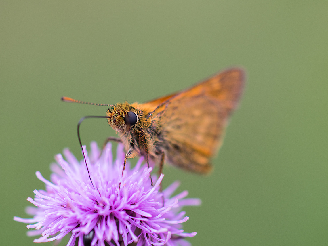 Karsten Rohrbeck: Schmetterling trinkt aus Blüte (Teufelsheide)