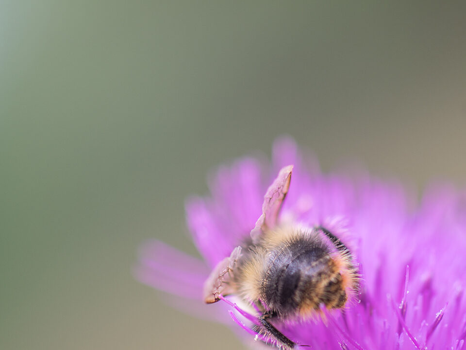 Karsten Rohrbeck: Hummel-Hintern in der Teufelsheide