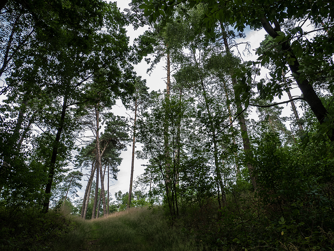 Karsten Rohrbeck: Blick aus dem Heide-Wald (Teufelsheide)