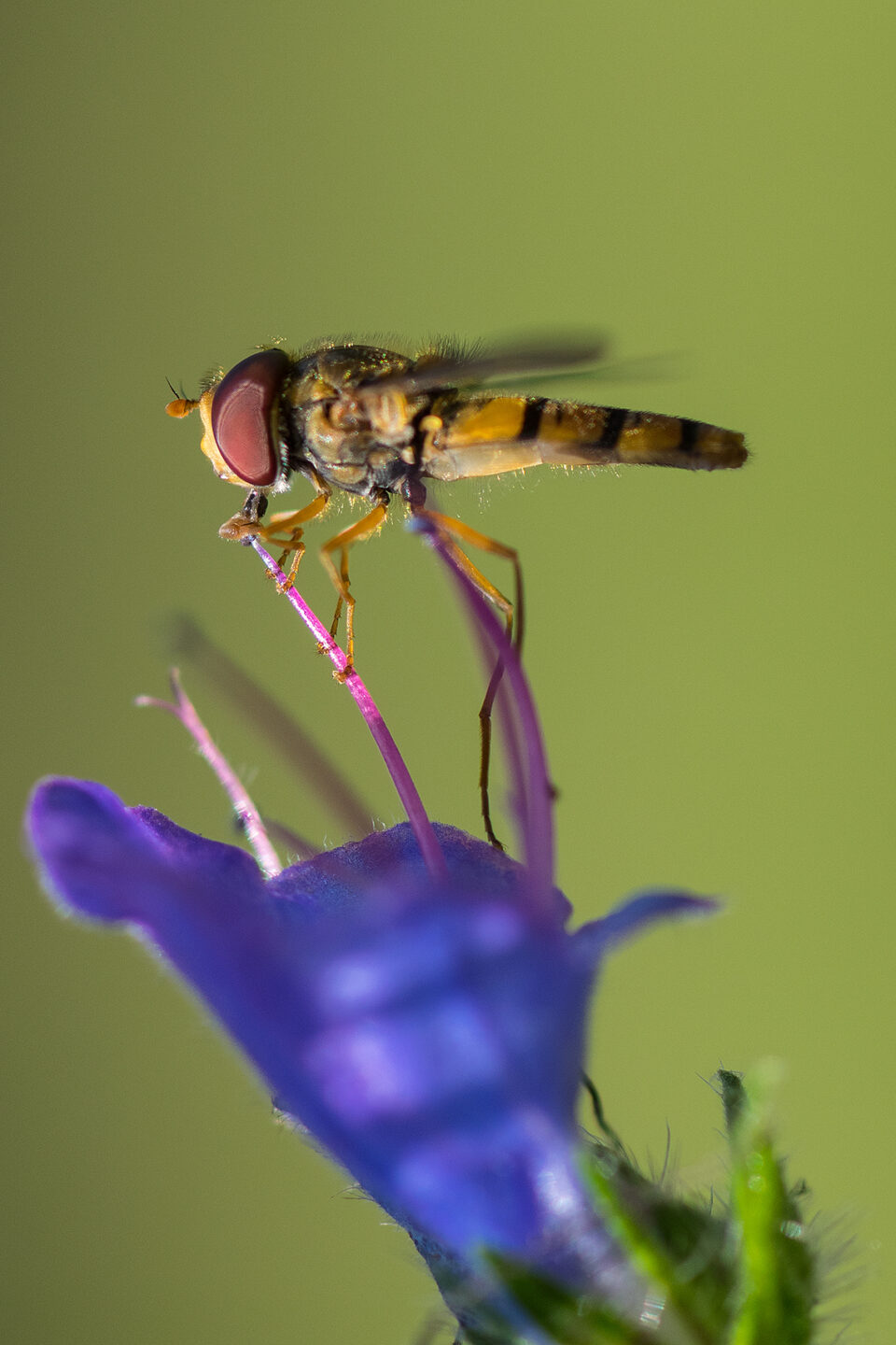 Karsten Rohrbeck: Schwebfliege trinkt aus Blüte (Teufelsheide)