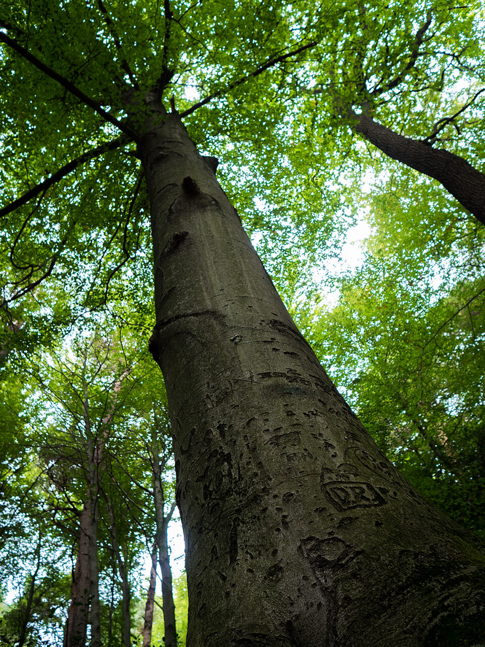 Karsten Rohrbeck: Buchen-Baum im Bensberger Wald