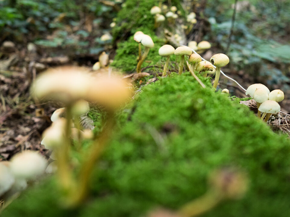 Karsten Rohrbeck: Pilz-Kolonie im Wald um Bensberg