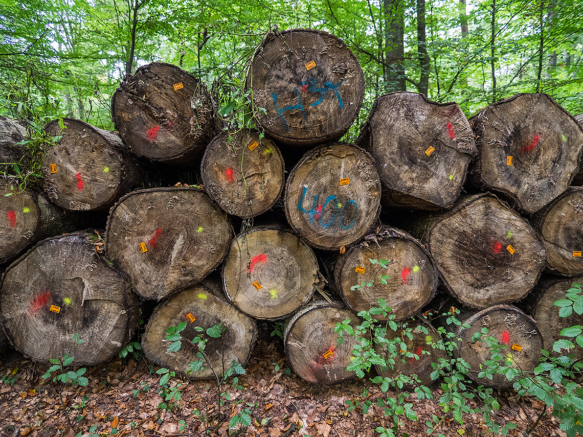 Karsten Rohrbeck: Baumstamm-Haufen mit Markierungen im Wald um Bensberg