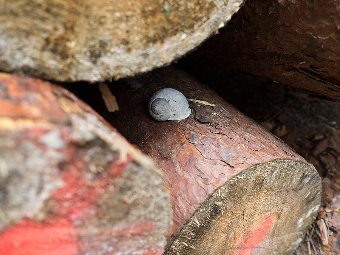 Karsten Rohrbeck: Muschel auf Baumstamm im Wald um Bensberg