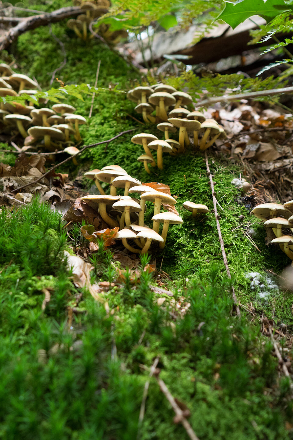 Karsten Rohrbeck: Pilze im Wald um Bensberg (in Moos)