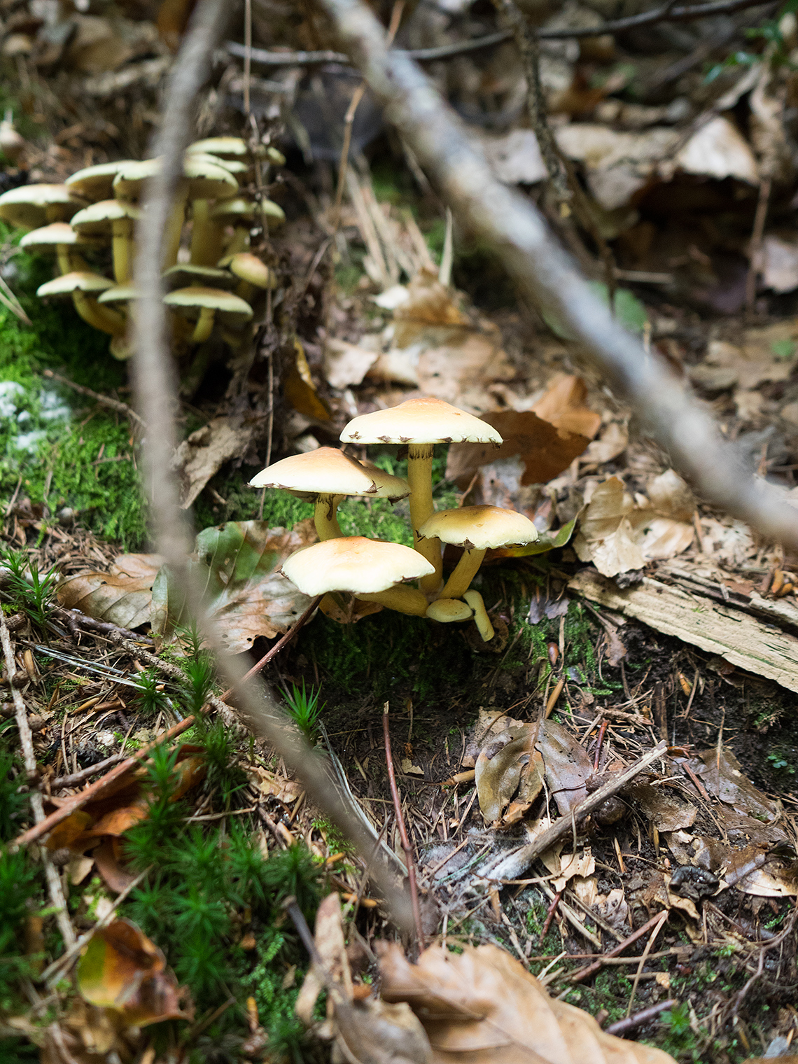 Karsten Rohrbeck: Pilze im Wald um Bensberg (Detail)