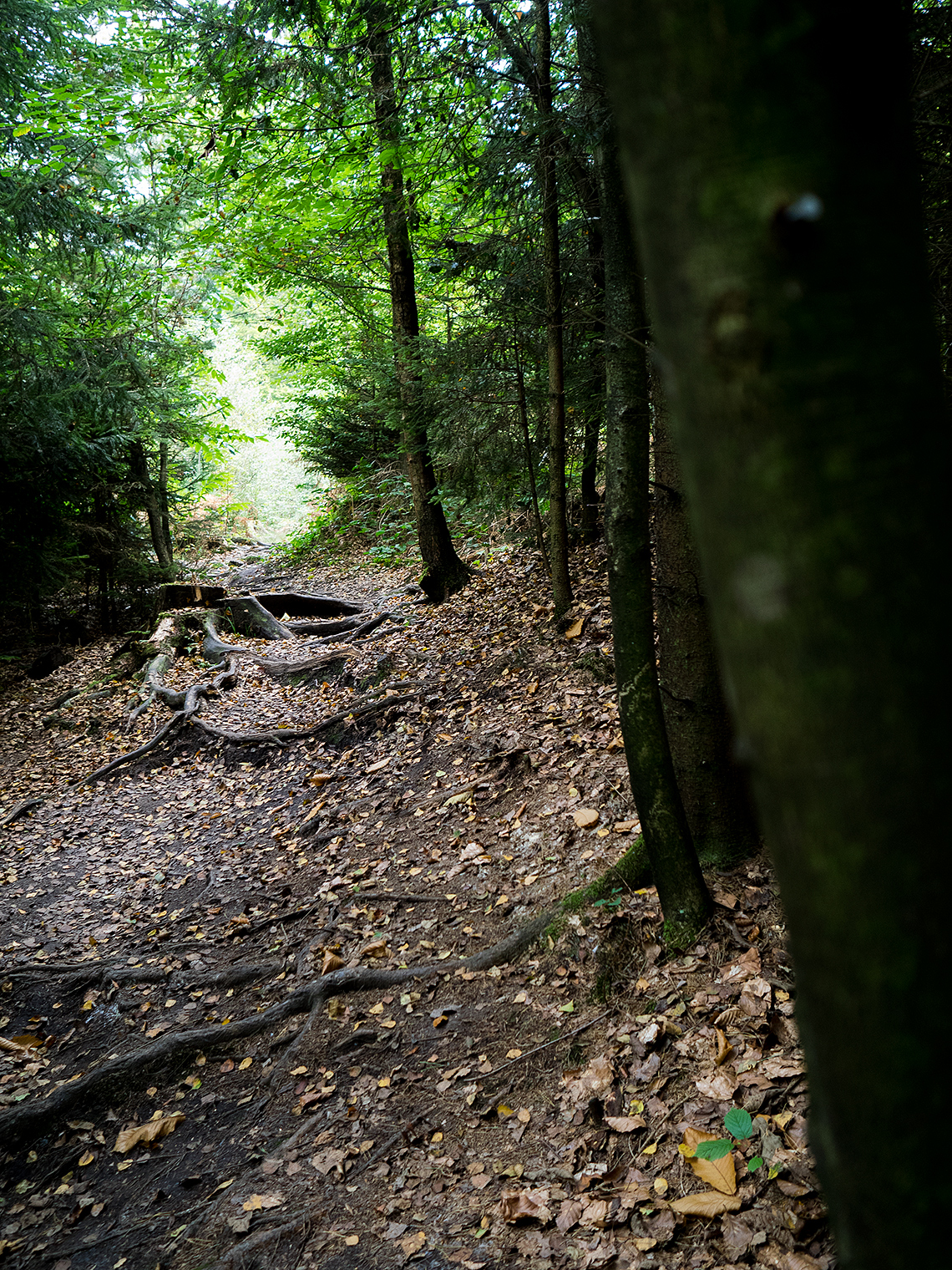 Karsten Rohrbeck: Lichtung im Wald um Bensberg