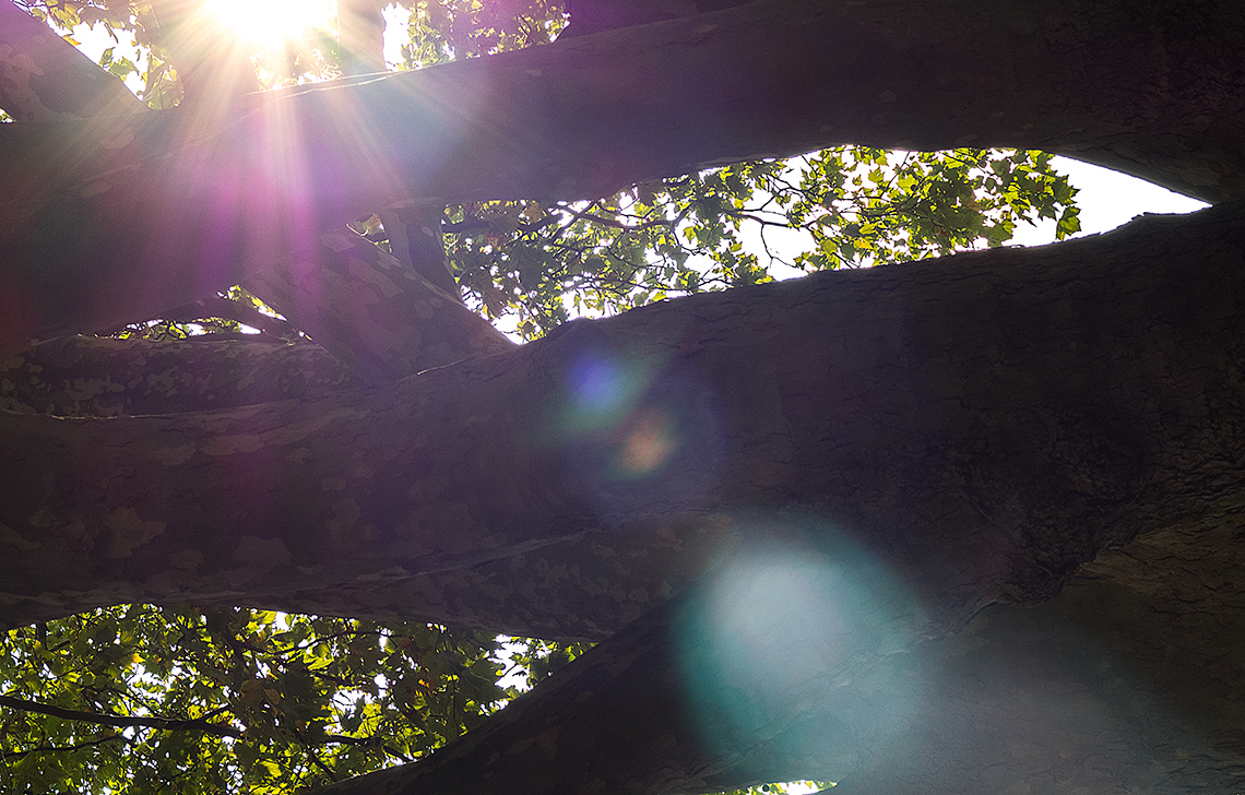 Karsten Rohrbeck: Sonnenlicht strahlt durch den Bensberger Wald